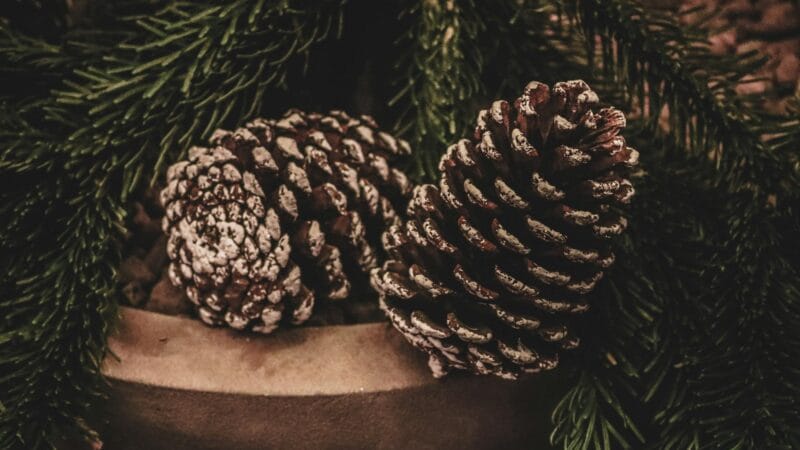Pinecone MCP Server: Setup Guide, Use Cases & Limitations
