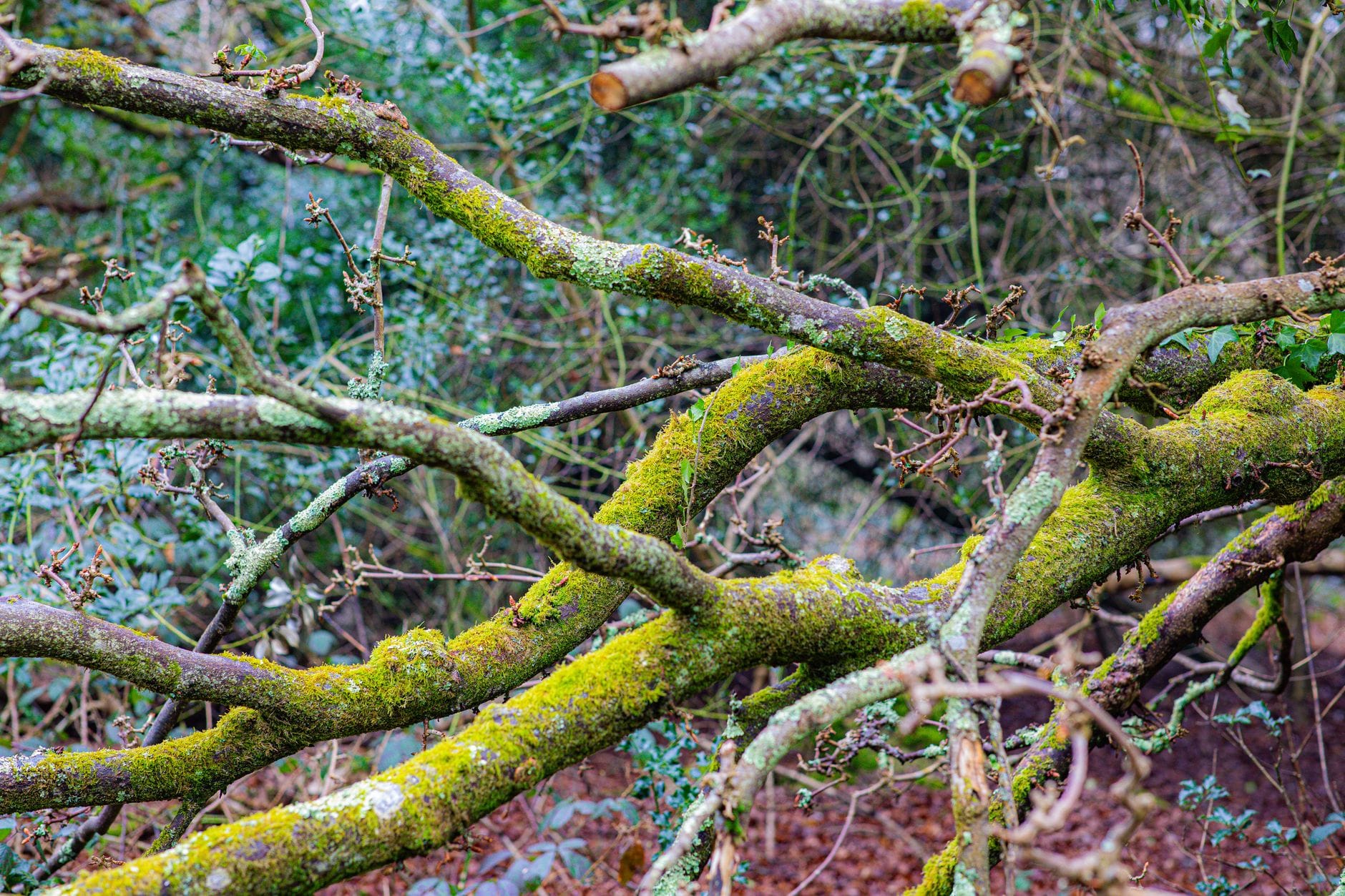 Close-up of moss-covered branches in a forest in Royal Tunbridge Wells, England. — meta muse spark ai model vs llama