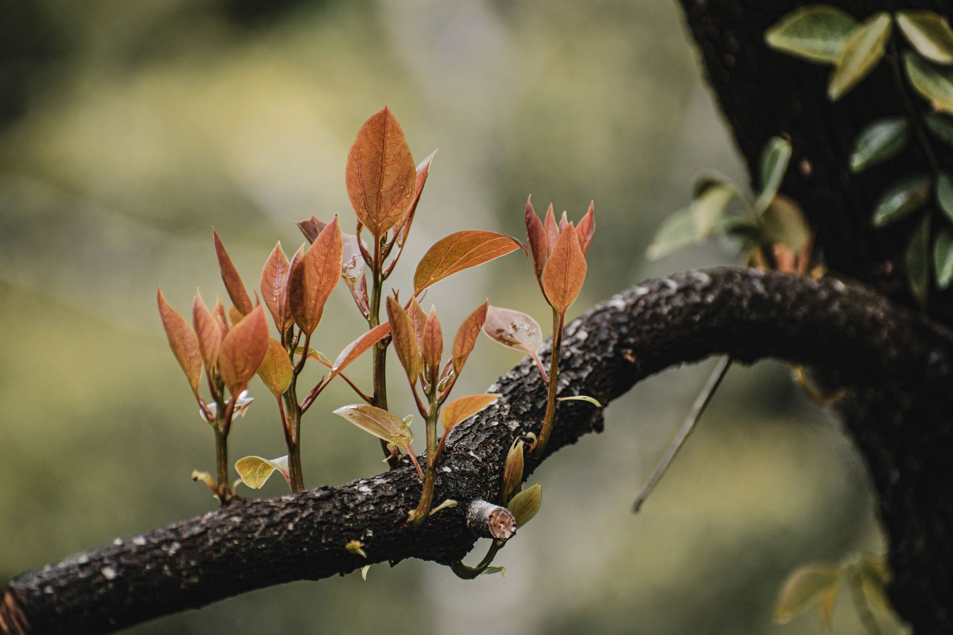 Detailed shot of vibrant young leaves sprouting on a tree branch, showcasing spring growth and renewal. — github copilot